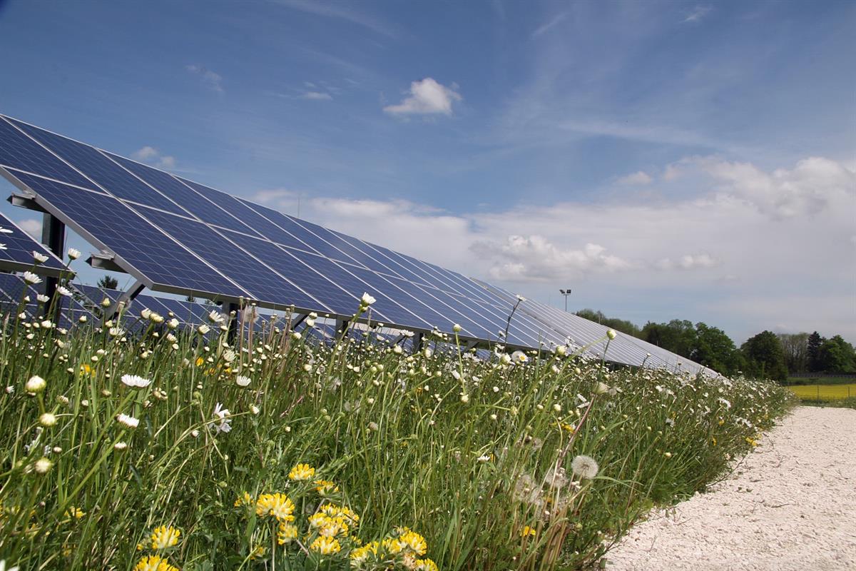 PS PV-Anlage SolarCampus mit Blumen